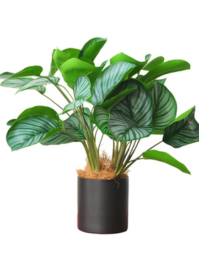 仿真观叶植物 阔叶绿植竹芋桌摆家居办公绿化装饰装饰盆栽 art451