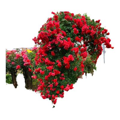 红木香花苗爬藤植物蔷薇黄白木香