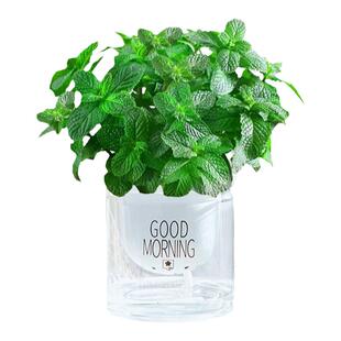 薄荷盆栽水培植物可食用室内桌面花卉绿植迷迭香驱蚊提神懒人水养