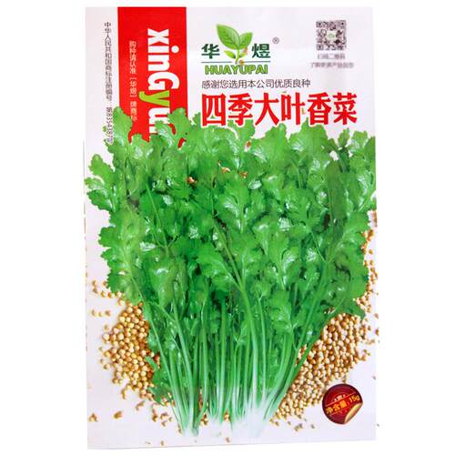四季香菜种子 农田菜园可盆栽老品种大小叶芫荽香菜蔬菜籽
