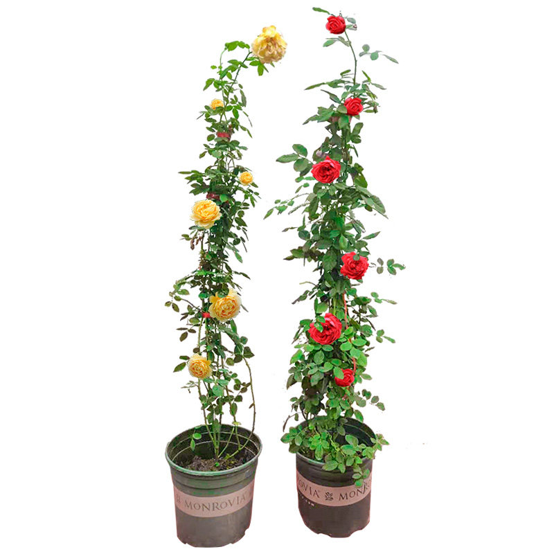特大黄木香别墅四季开花爬藤植物