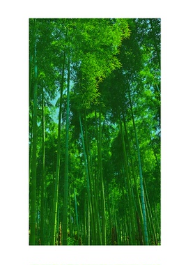 竹子招财平安装饰画客厅玄关挂画