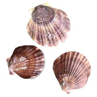 烧烤用蒜蓉粉丝白色大扇贝壳蒸扇贝夏威夷半壳大托盘贝壳包邮