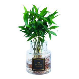 水培植物驱蚊竹柏富贵竹招财竹室内办公室好养活绿植盆栽客厅花卉