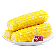 首单1！啃糯黄糯玉米2025新鲜采摘8根