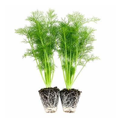老品种割茬茎茴香苗带土带根