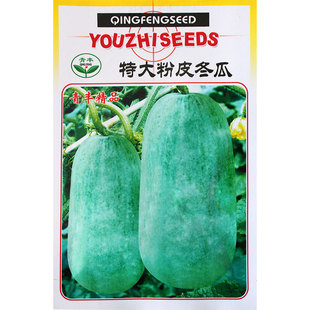 特大粉皮冬瓜种子种籽苗阳台四季东瓜巨型蔬菜孑盆栽大菜苗秧秧苗