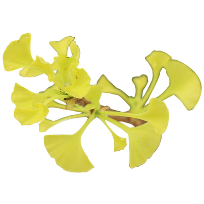 邳州嫁接雌雄同株白果树