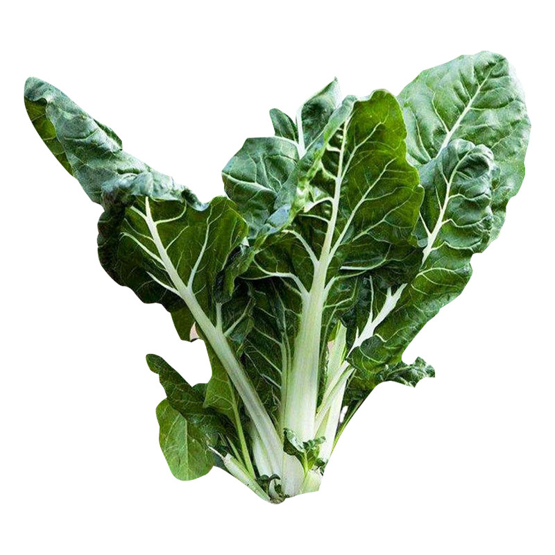 牛皮菜种子种籽莙荙菜重庆根达菜籽种孑厚皮菜青菜菜苗君达菜种