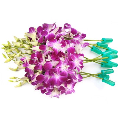 洋兰花新鲜泰国鲜花花朵酒店插花