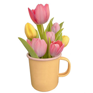 4颗郁金香5度球种球进口花卉四季土水培耐寒种子风信子百合盆栽