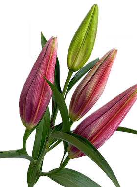 黑美人精选红色香水百合花鲜花
