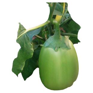 新鲜现摘长茄子大茄子安徽特产青茄子新鲜蔬菜农家自种园茄子五斤