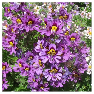 蛾蝶花种子香雪球花卉种籽福禄考蜂室花古代稀草本市内阳台花卉孑