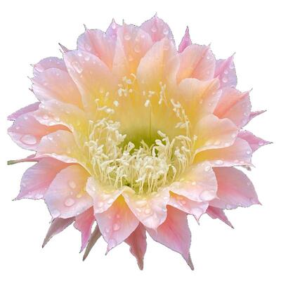 大花彩草开花仙人球多肉植物盆栽