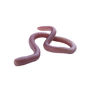 日本OSP路亚软饵MMZ samll弯曲蚯蚓软虫黑坑鲈鱼面条虫假鱼饵