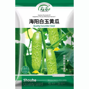 海阳白玉黄瓜种子种籽旱脆奶油水果黄瓜苗秧苗四季籽种蔬菜孑大全