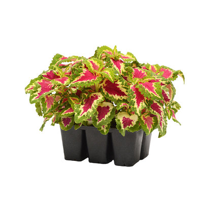 进口彩叶草种子奇才/玫瑰红色Wizard Rose观叶五彩苏阳台盆栽春播