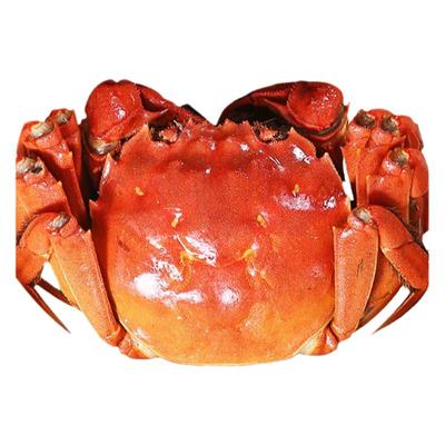 净重全母苏州螃蟹鲜活大闸蟹礼盒装湖蟹活蟹河蟹全母蟹可公蟹母蟹