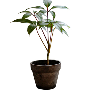 GIFTS 礼物系列 蔷薇之光日本大叶伞室内盆栽