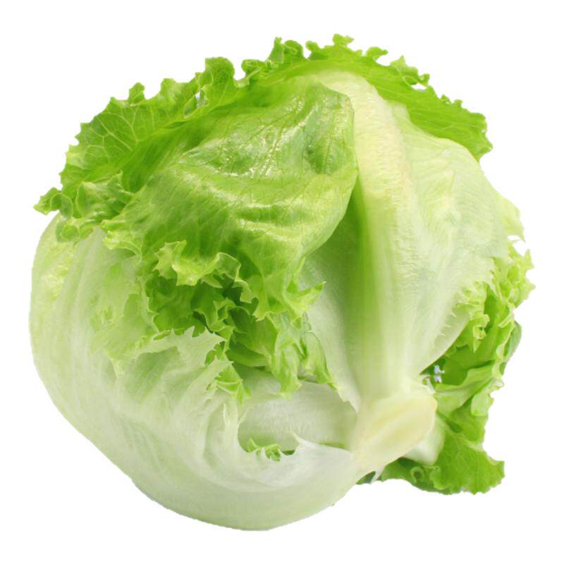 寿光高产结球生菜苗秧春秋带土球