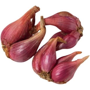 四川红葱头种火葱紫皮葱干葱头小香葱熬葱油炸油个大饱满发芽快