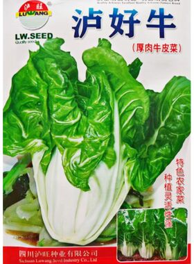 牛皮菜种子厚皮菜种籽秋季播菜孑