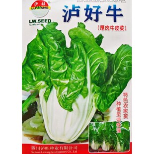 四川厚肉牛皮菜种子厚皮菜种籽根达菜叶柄肥厚南方秋季田园蔬菜孑