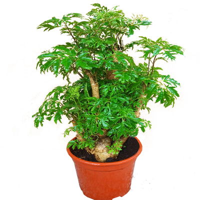 羽叶福禄桐盆栽客厅植物树桩