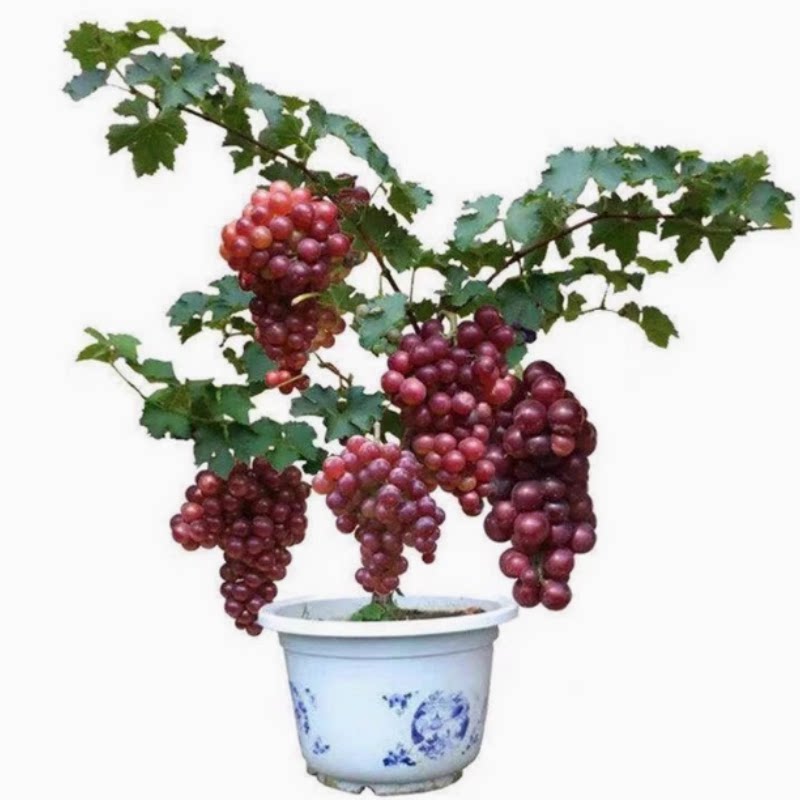 嫁接户太8号葡萄树苖南北方庭院种植爬藤沪太八号葡萄苗盆栽地栽
