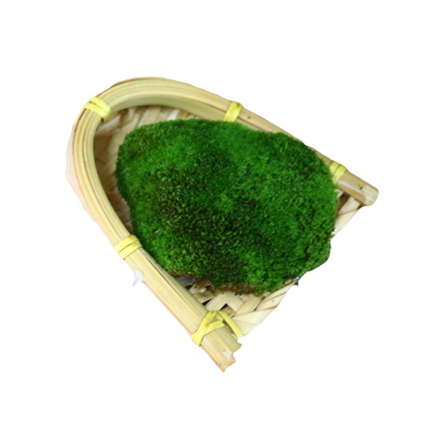 苔藓微景观藓水陆缸植物鲜活青苔盆景假山盆栽造景白发兰花专用