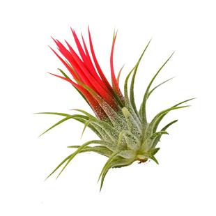 空气凤梨植物无土懒人花卉空气草盆栽室内外净化空气桌面摆件绿植