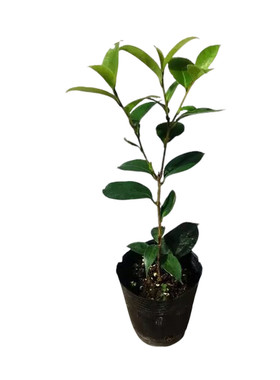 黑骑士山茶花苗高档品种