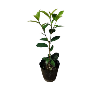 黑骑士茶花盆栽名贵品种室外内阳台庭院客厅山茶花苗花卉植物