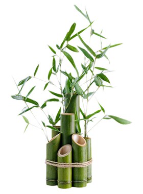 现砍现发新鲜竹子急速发货可定制