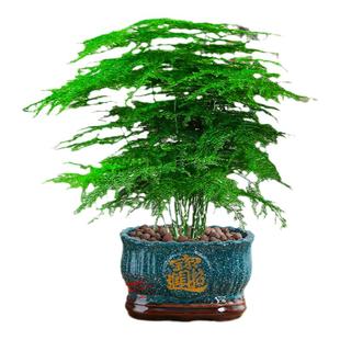 文竹盆栽室内盆景特大号耐寒造景老桩旺宅办公室内四季绿植物花卉