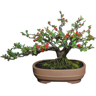 原生日本长寿冠海棠花卉盆栽四季开花重瓣耐寒室内盆景老桩带花苞