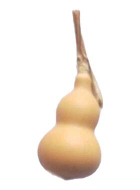 葫芦籽种大全巨型文玩特大