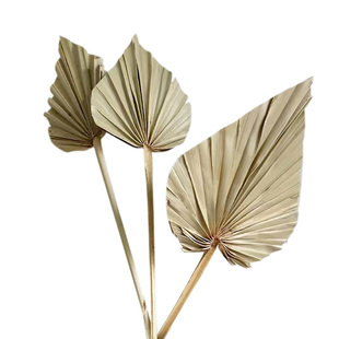 诧寂风高级感干花天然风干真花客厅摆件民宿样板间软装芦苇麦子