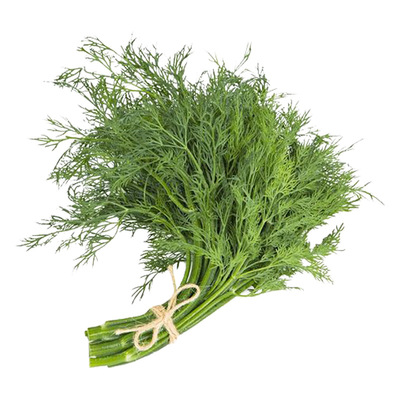四季割茬小茴香菜种籽苗