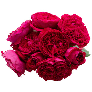 天狼月季 皇家胭脂 多季开花深红色强香灌木/切花月季