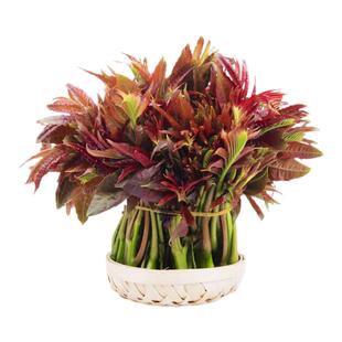 2026香椿芽新鲜蔬菜当季野菜高山现摘椿芽菜野生嫩芽香椿贵州特产