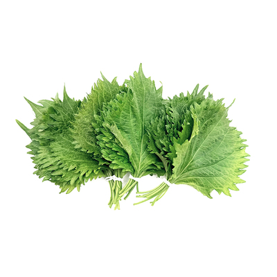 紫苏叶绿色新鲜苏子叶寿司料理