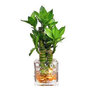 水培植物富贵竹盆栽室内客厅办公室书房桌面招财节节高绿植开运竹