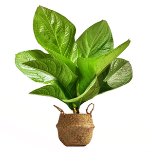 聚宝盆沙发旁边的绿植发财树客厅盆栽室内大型植物好养活四季花禄