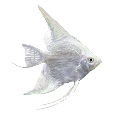 七彩玻璃陨石埃及秘鲁热带观赏鱼