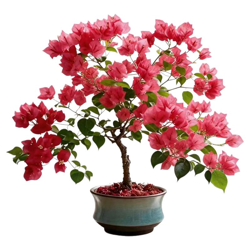 三角梅爬藤盆栽苗易养四季开花