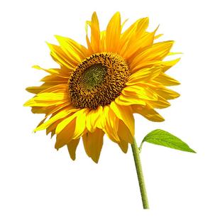 向日葵种子鲜花一举夺魁材鲜切花期长插成品大花束观赏花基地直发
