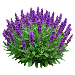 【多色】蓝山鼠尾草盆栽花苗林荫鼠尾草阳台庭院花镜植物净化蓝色