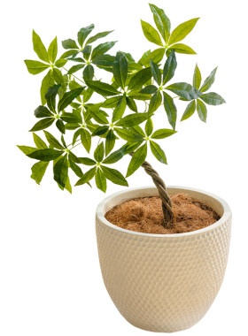 镁泥大号花盆高级感绿植盆栽轻奢